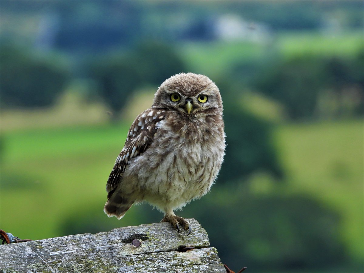 The little owl,