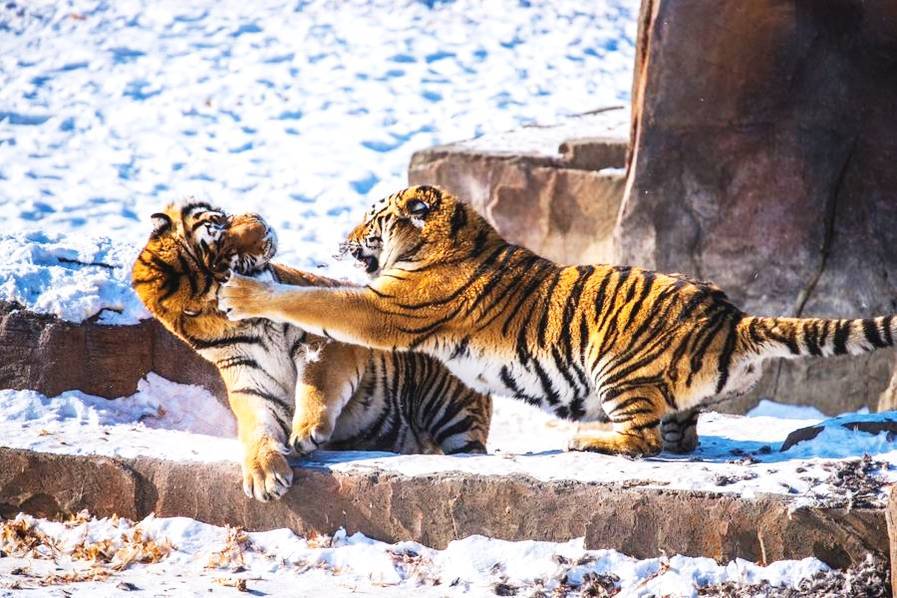 tiger reproductive behavior