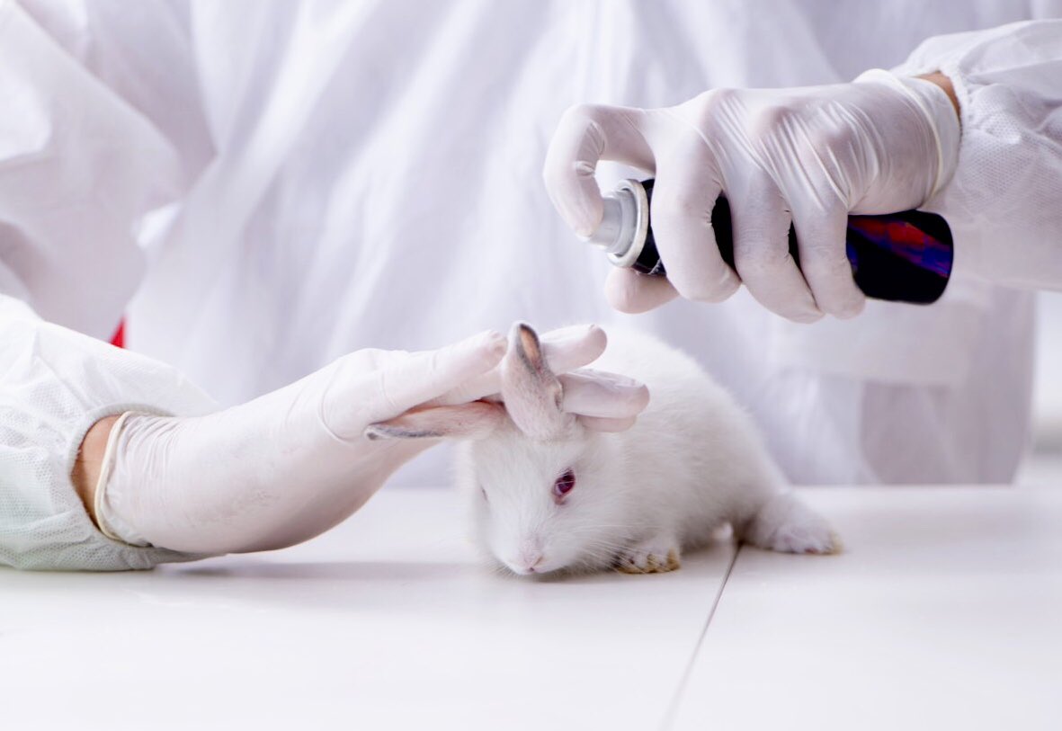 Rabbit vaccinations, very important!