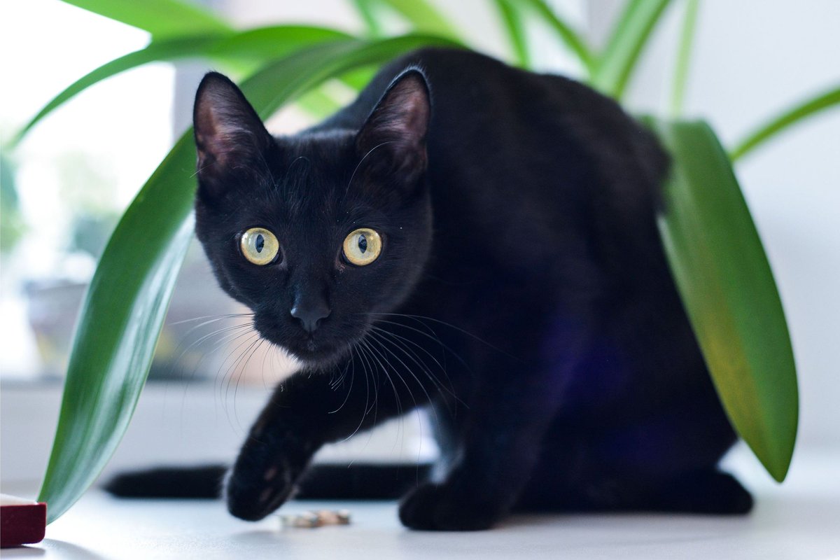 Cat Breeds: Bombay Cat Breeds: Bombay