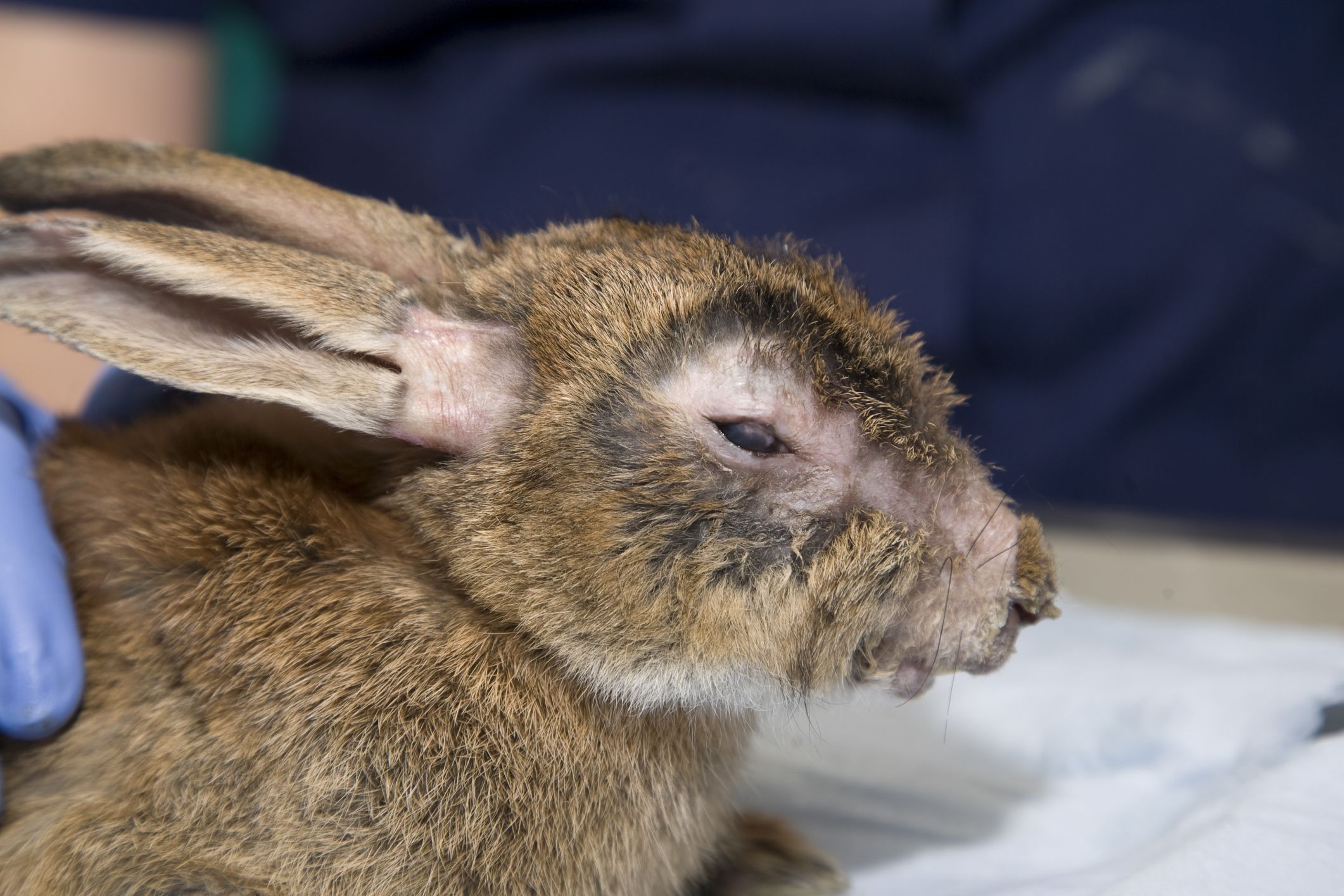 Myxomatosis In Rabbits