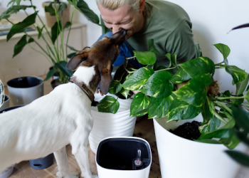 How Can I Get My Dog to Stop Licking Me?