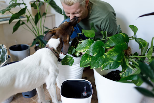 How Can I Get My Dog to Stop Licking Me?