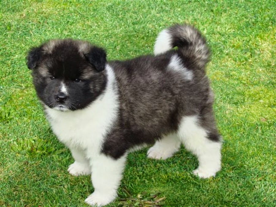 Long haired Akitas Appearance  