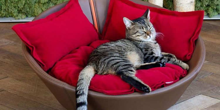 cat bed