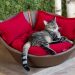 The Best Cat Beds Of 2023 cat bed