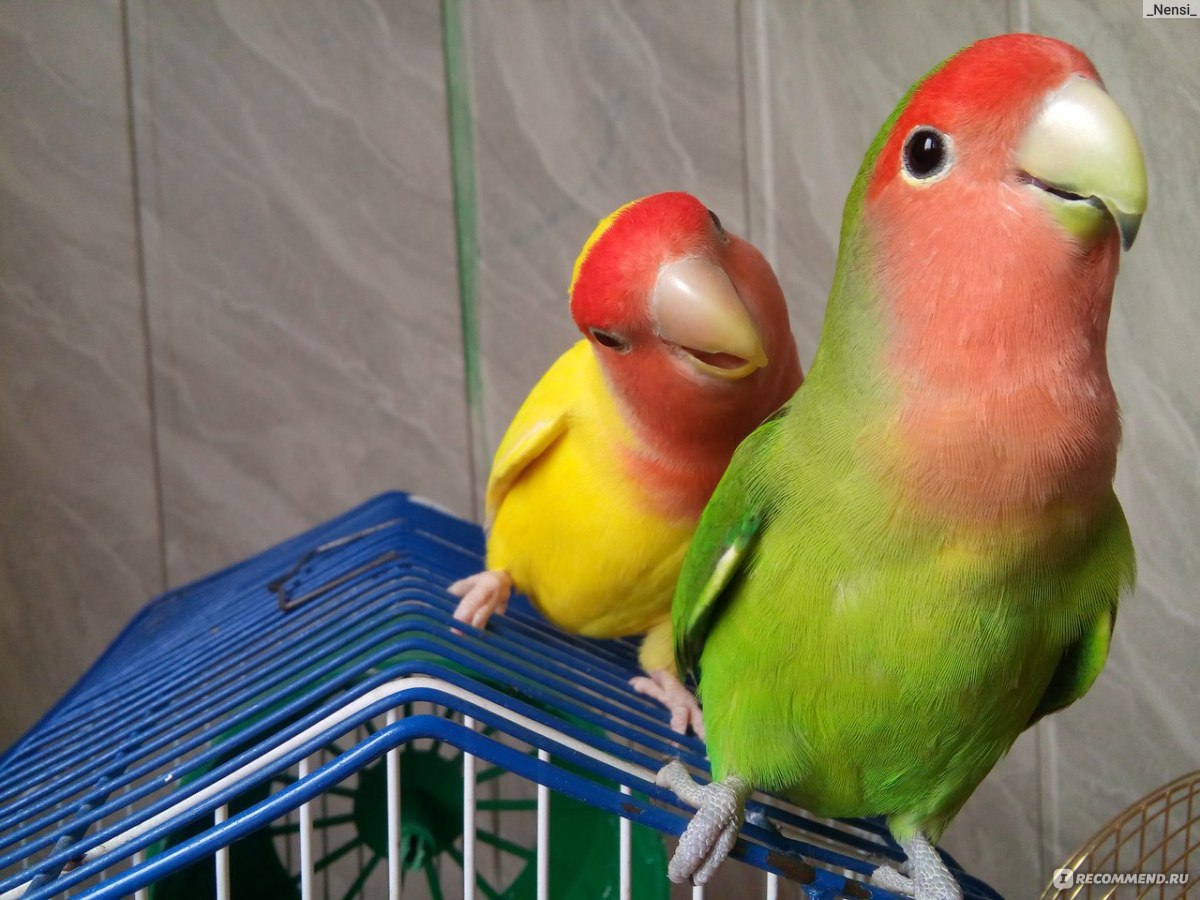 lovebirds