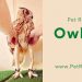 Owl Legs - Everything That You Need to Know About The Mystery Animal