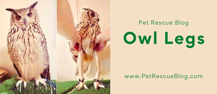 Owl Legs - Everything That You Need to Know About The Mystery Animal