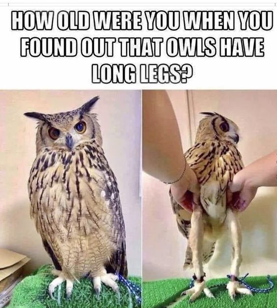 Owl legs meme