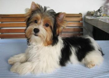 What is a Parti Yorkie? and What is Parti Yorkie lifespan? Parti Yorkie