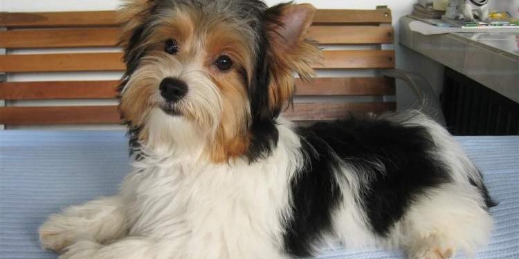 Parti Yorkie