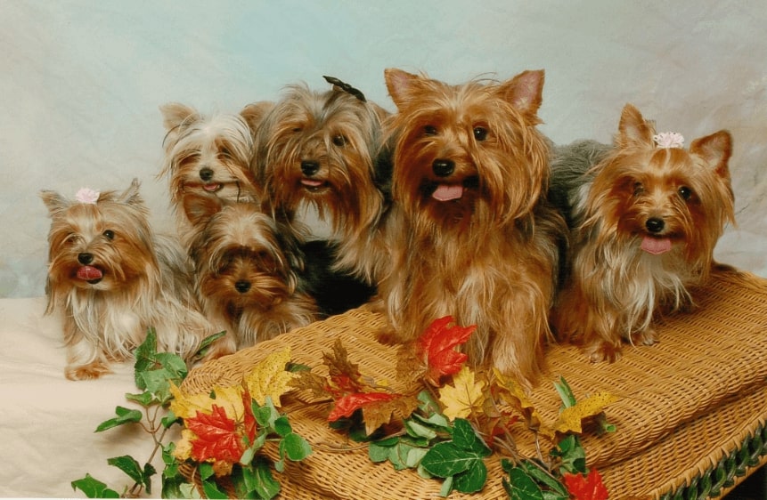 Parti Yorkie Breeders