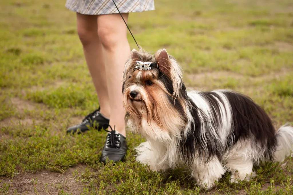 Parti Yorkie Full Grown