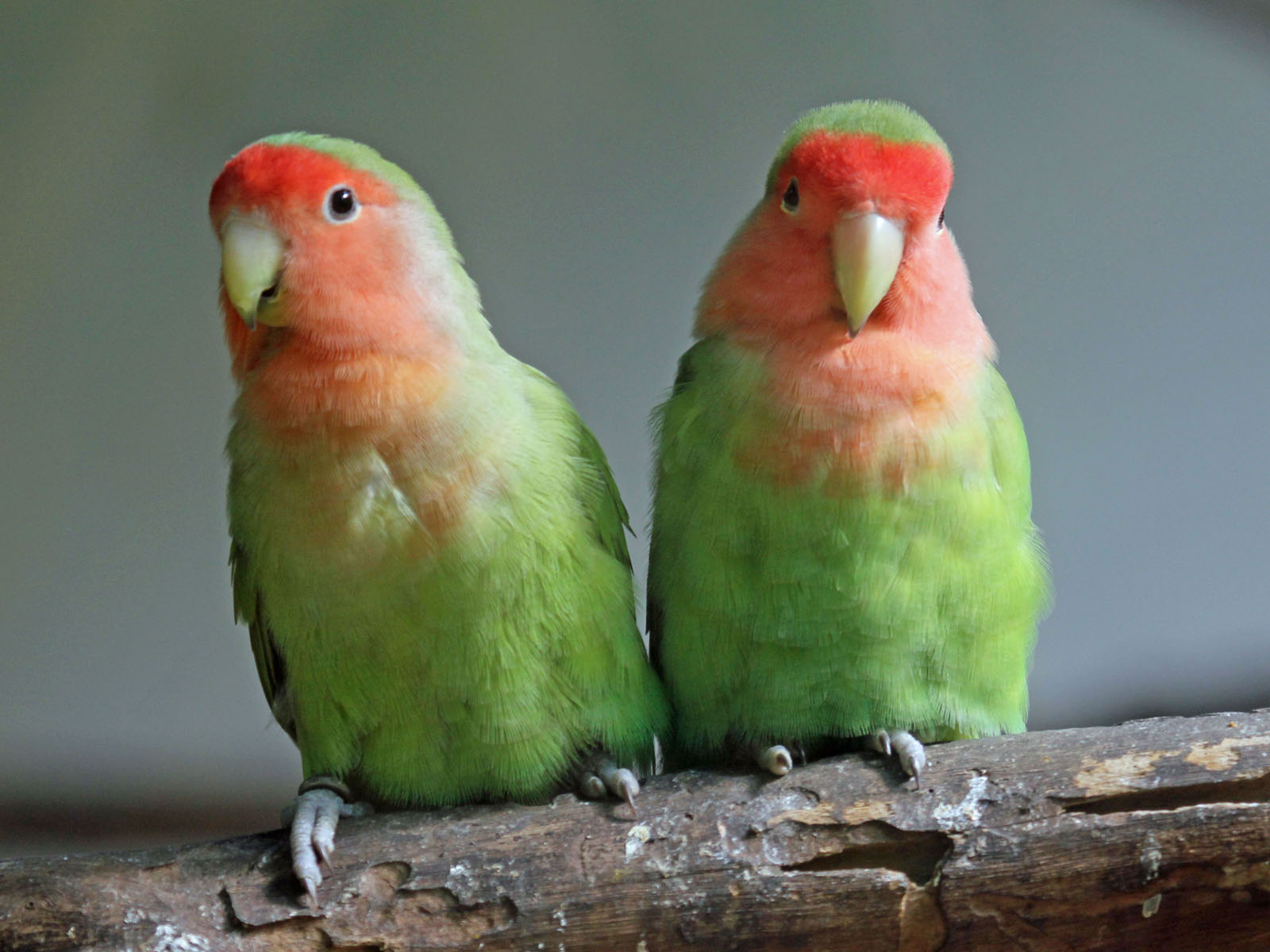 lovebirds
