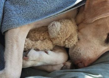 Pet’s Sleeping Environment