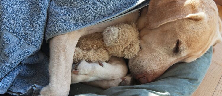 Pet’s Sleeping Environment