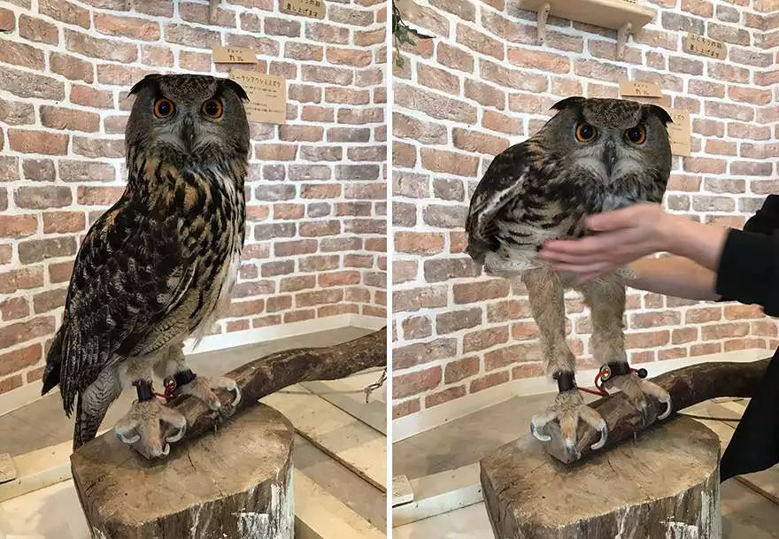 Picture of owl legs