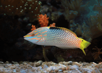 Animals to Add to Your Saltwater Fish Tank