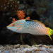 Animals to Add to Your Saltwater Fish Tank Animals to Add to Your Saltwater Fish Tank
