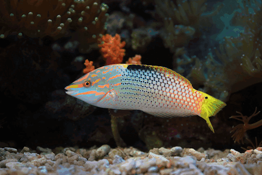 Animals to Add to Your Saltwater Fish Tank