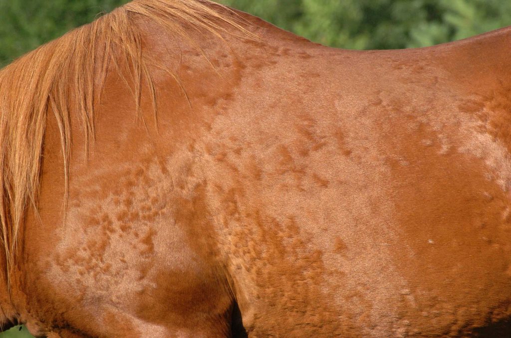 sunburn in horses