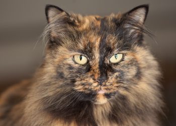 tortoiseshell cat