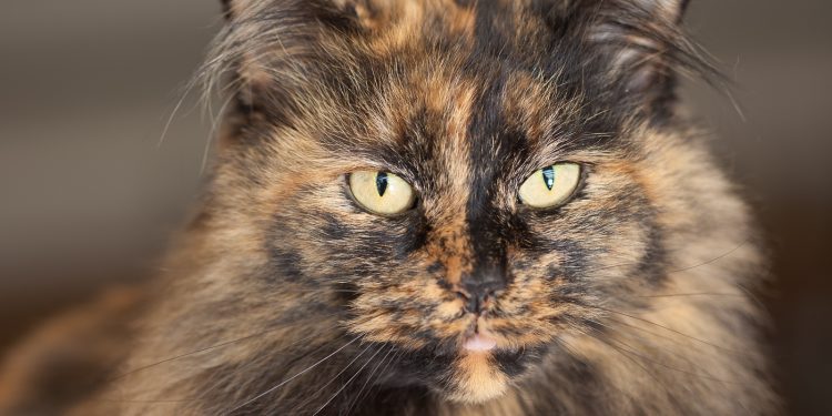 tortoiseshell cat