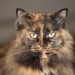 All About Tortoiseshell Cats tortoiseshell cat