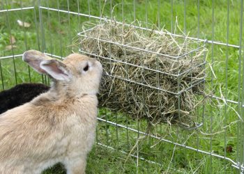 What Do Rabbits Eat?