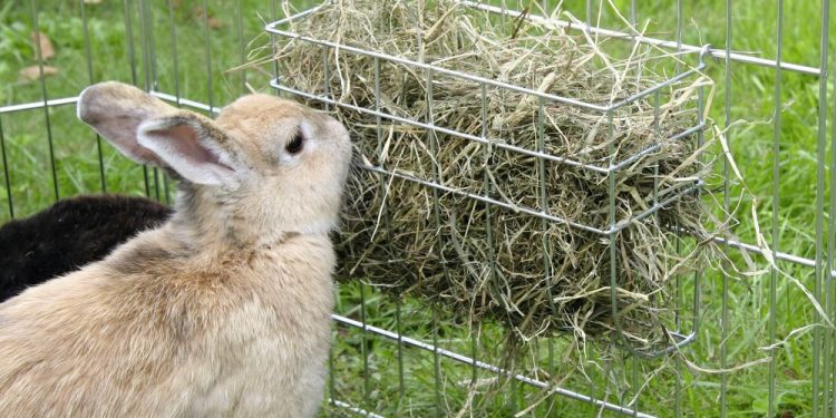What Do Rabbits Eat?