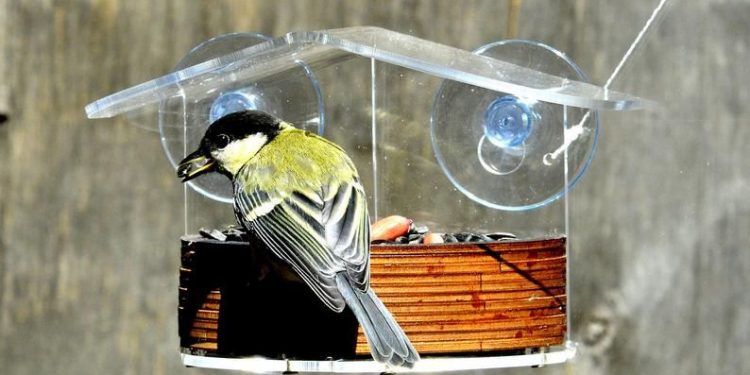 A window feeder