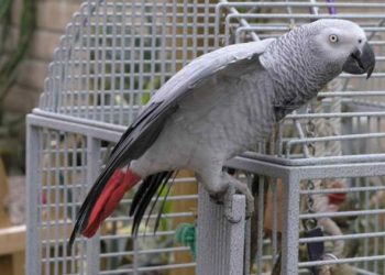 African Grey Parrots