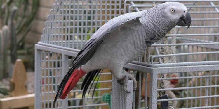 African Grey Parrots