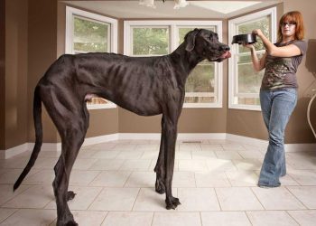 black great dane