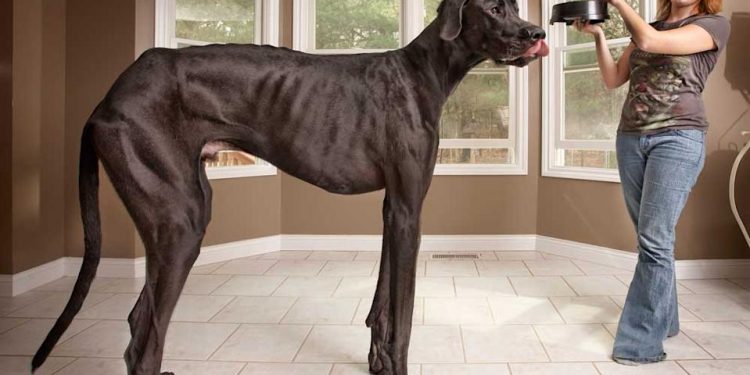 black great dane