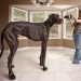 black great dane