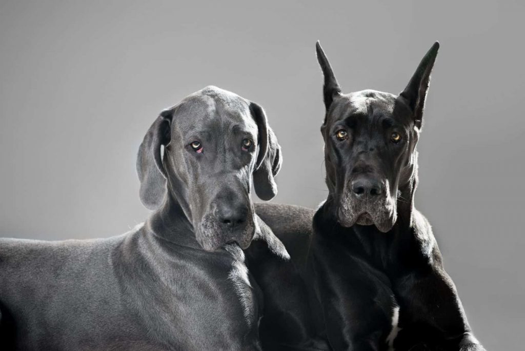 Blue or Black Great Dane? 14 Questions Answered american vs european great dane