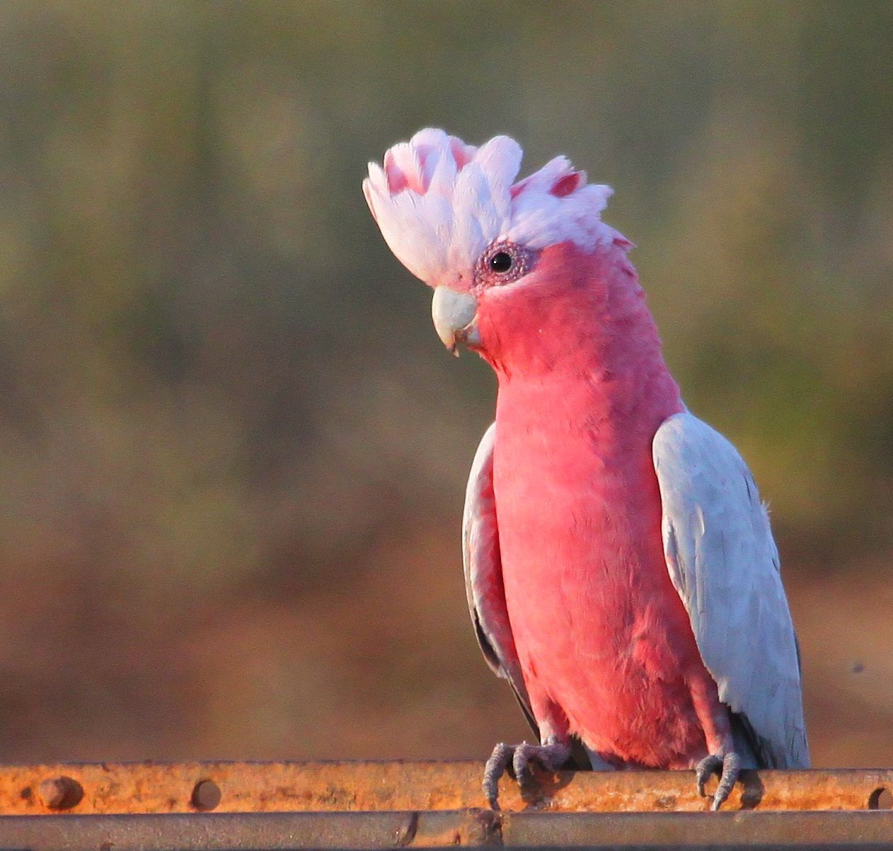 parrots 