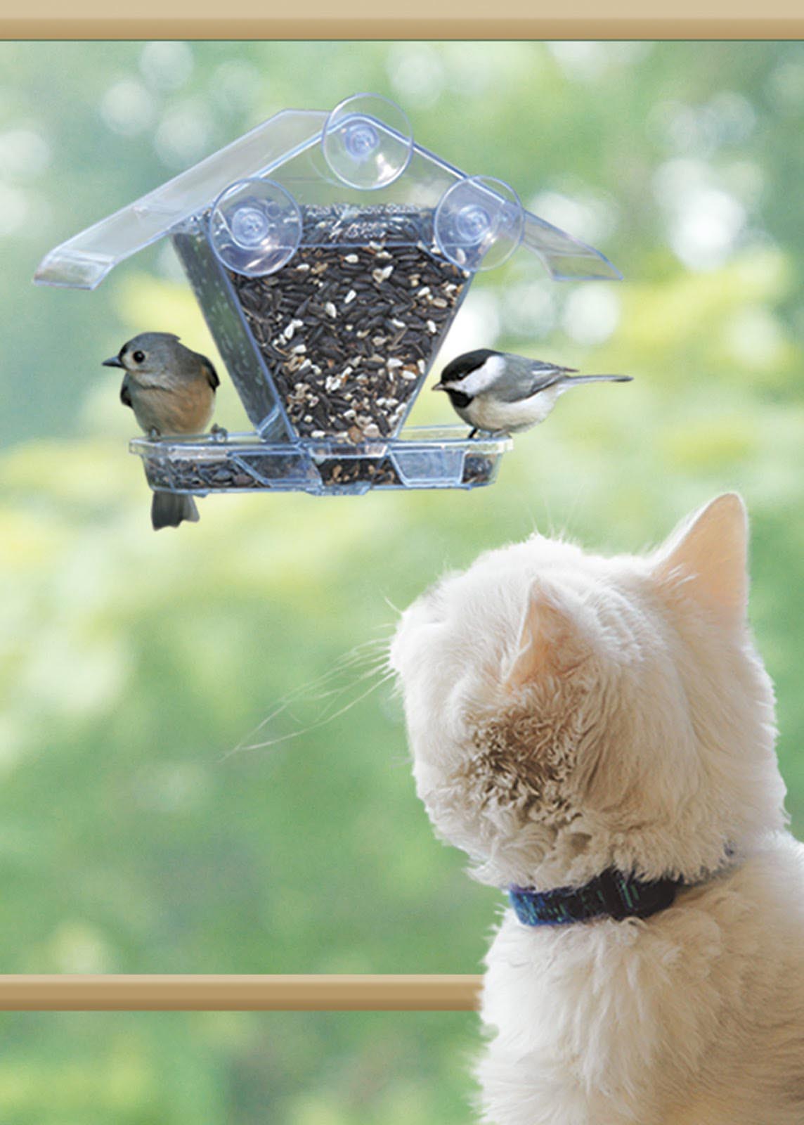 A window feeder 