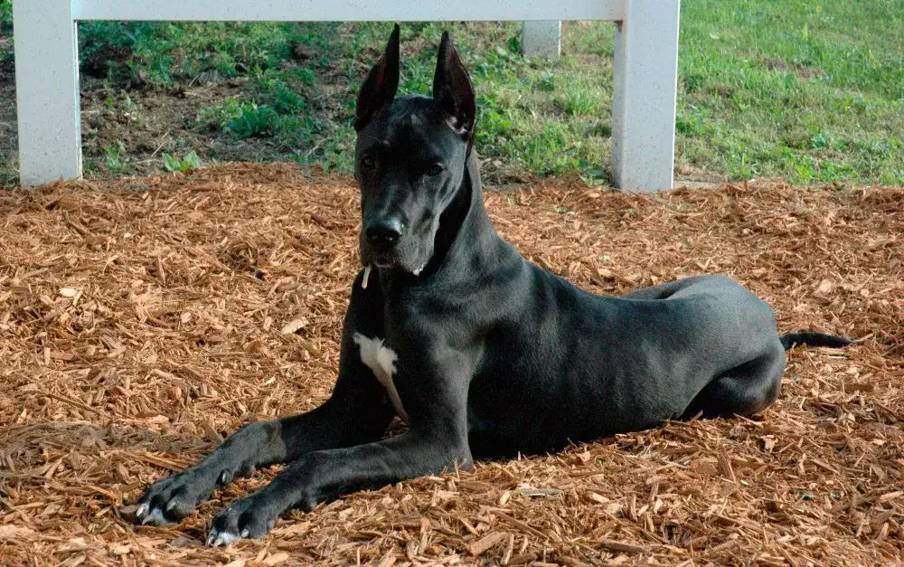 Blue or Black Great Dane? 14 Questions Answered black great dane