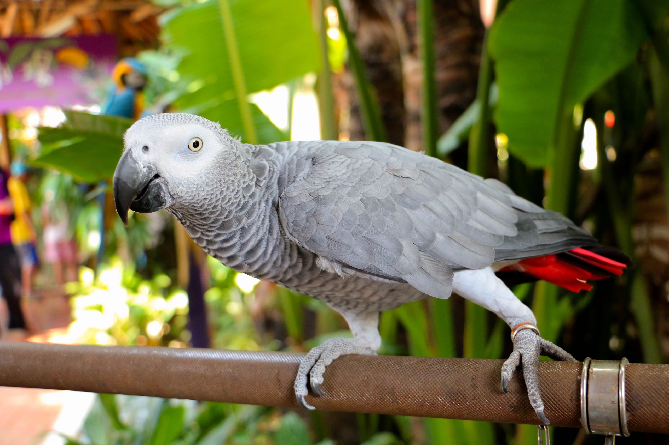 African grey parrot