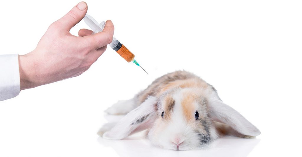 Rabbit vaccinations, very important!