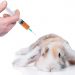 Why Are Rabbit Vaccinations Important? Rabbit vaccinations, very important!