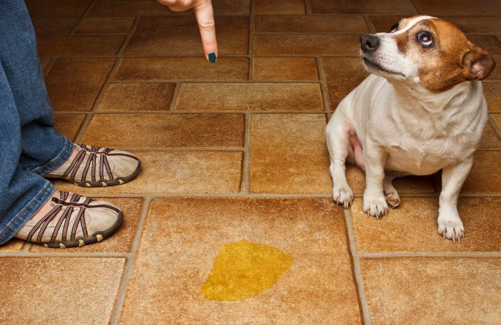 How Do You Get Rid Of The Smell Of Dog Urine?