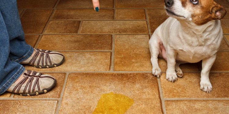 dog urine