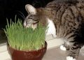 The Best Catnip Weeds
