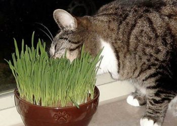 The Best Catnip Weeds of 2022 The Best Catnip Weeds