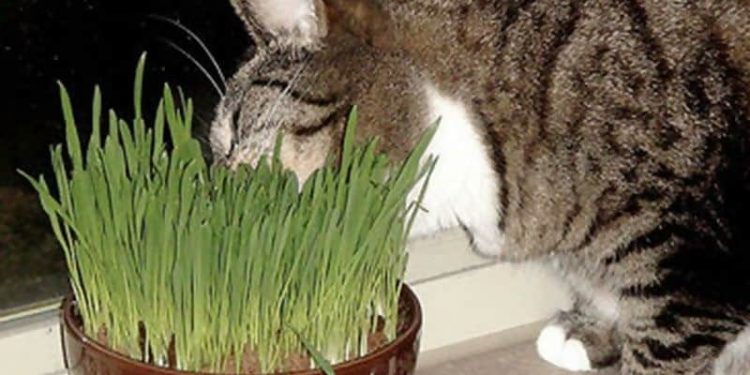 The Best Catnip Weeds