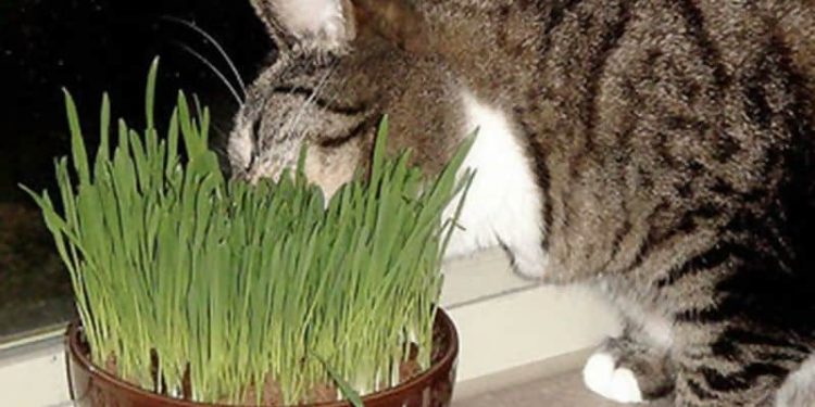 The Best Catnip Weeds